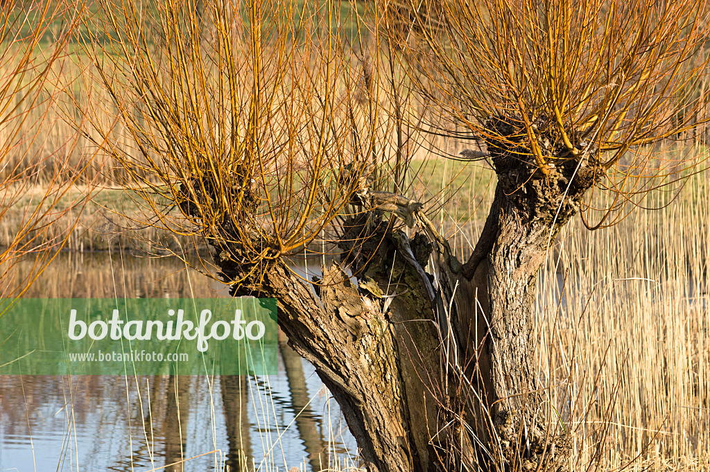 518100 - Saule en têtards (Salix)