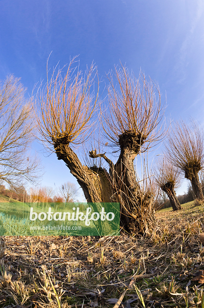 518103 - Saule en têtards (Salix)