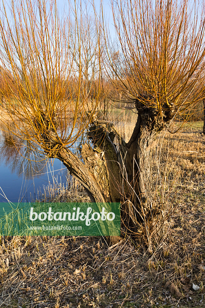 518104 - Saule en têtards (Salix)