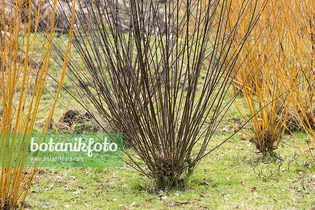 638329 - Saule faux daphné (Salix daphnoides)