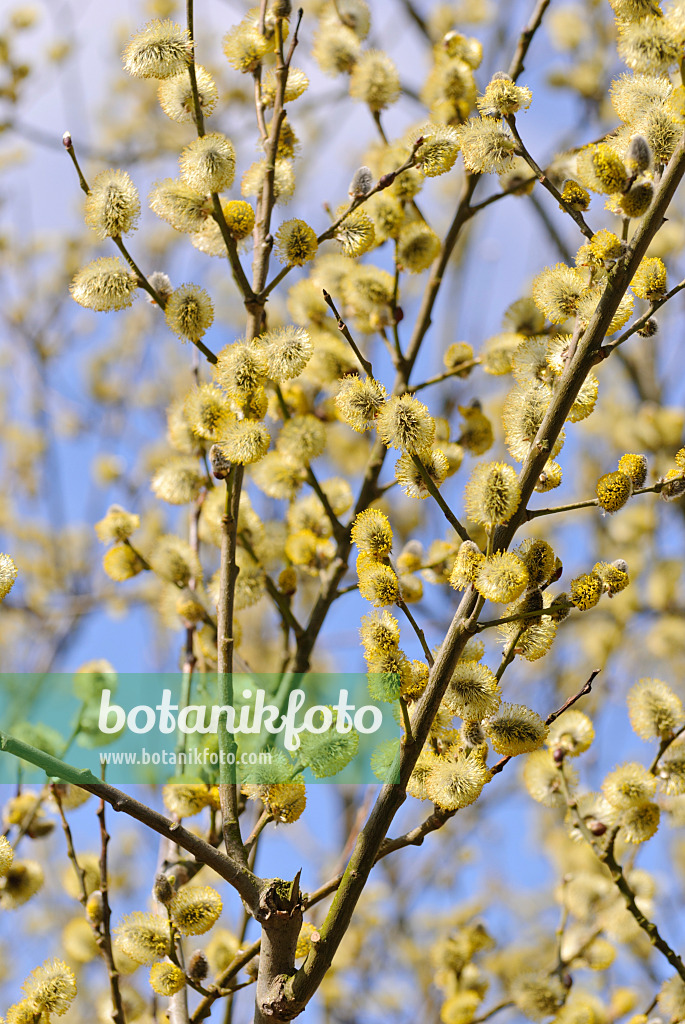 479051 - Saule marsault (Salix caprea)