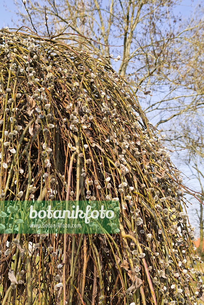 554060 - Saule marsault (Salix caprea 'Pendula')