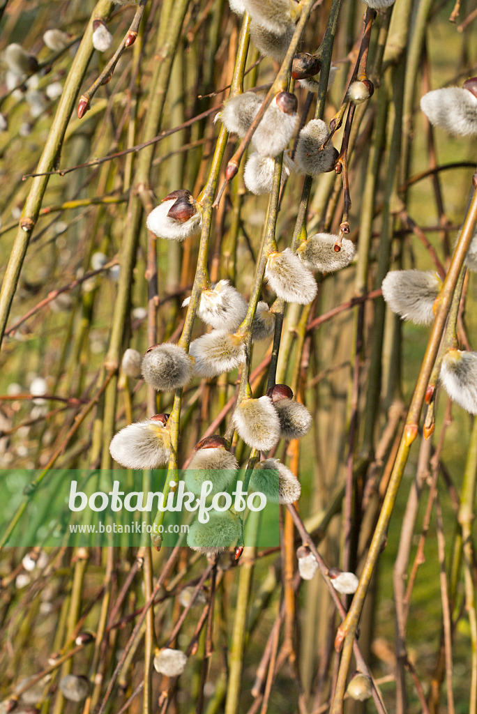 554063 - Saule marsault (Salix caprea 'Pendula')