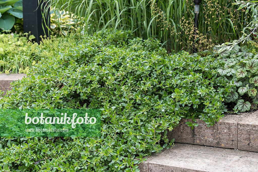 638336 - Saule nain (Salix x simulatrix)