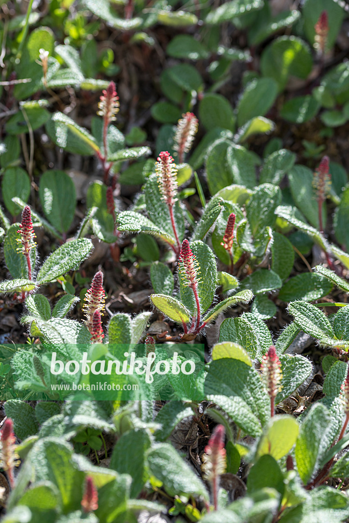 616344 - Saule réticulé (Salix reticulata)