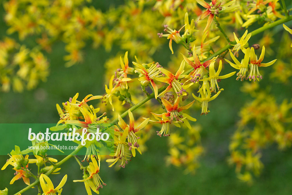 558336 - Savonnier (Koelreuteria paniculata)