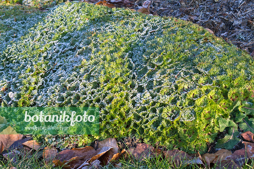 578021 - Saxifrage (Saxifraga rosacea)
