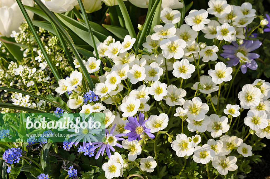 519090 - Saxifrages (Saxifraga) et anémone de mars des Balkans (Anemone blanda)