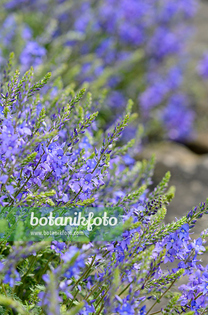 533269 - Scalloped-leaf speedwell (Veronica macrostachya)