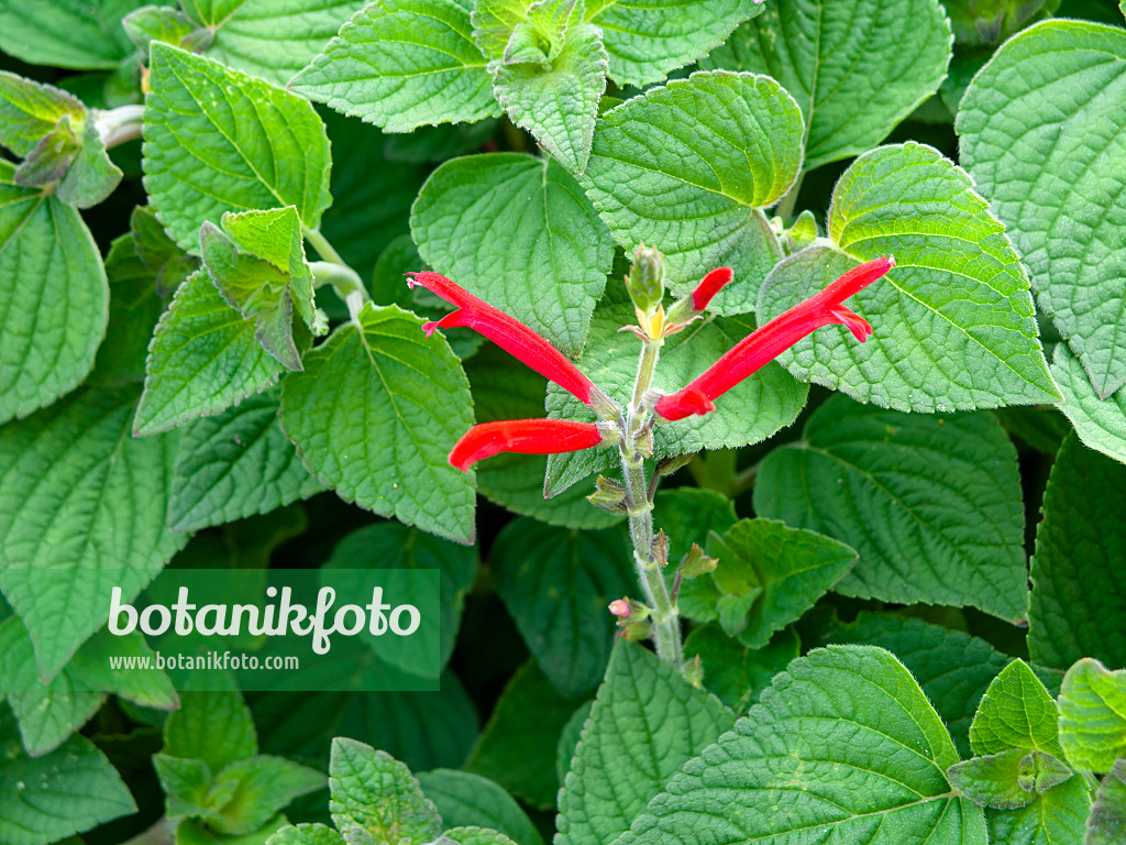 440002 - Scarlet sage (Salvia splendens)