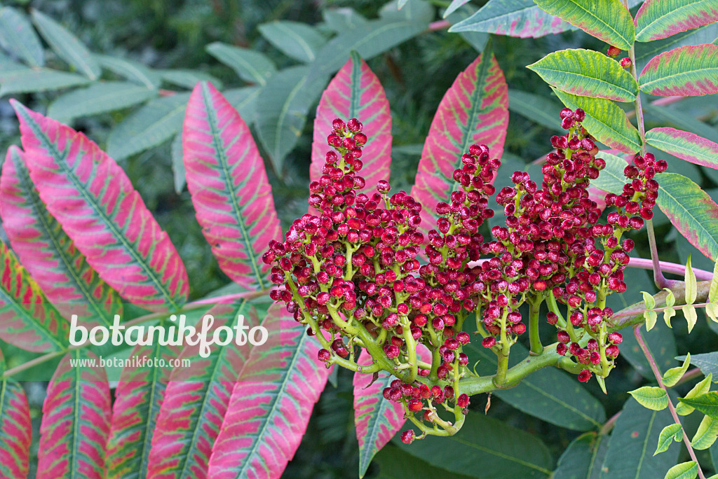 573073 - Scarlet sumach (Rhus glabra)