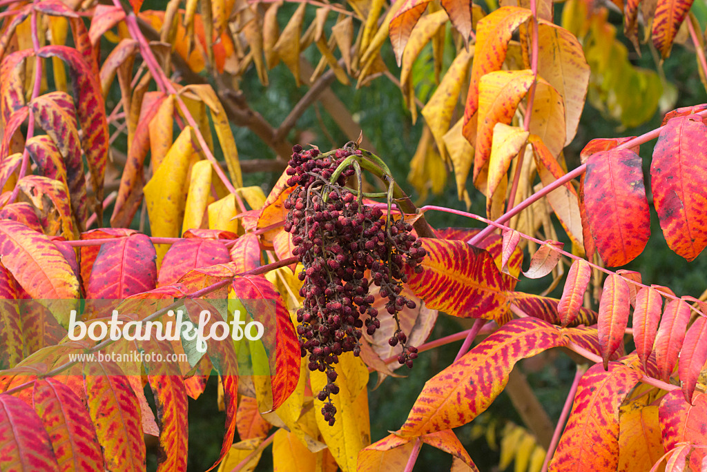 573123 - Scarlet sumach (Rhus glabra)