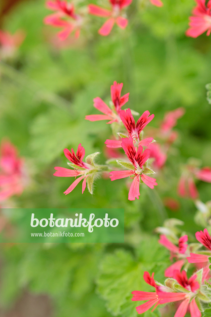 486156 - Scented pelargonium (Pelargonium Mrs. Kingsley)