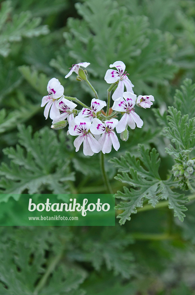 496376 - Scented pelargonium (Pelargonium x blanfordianum)