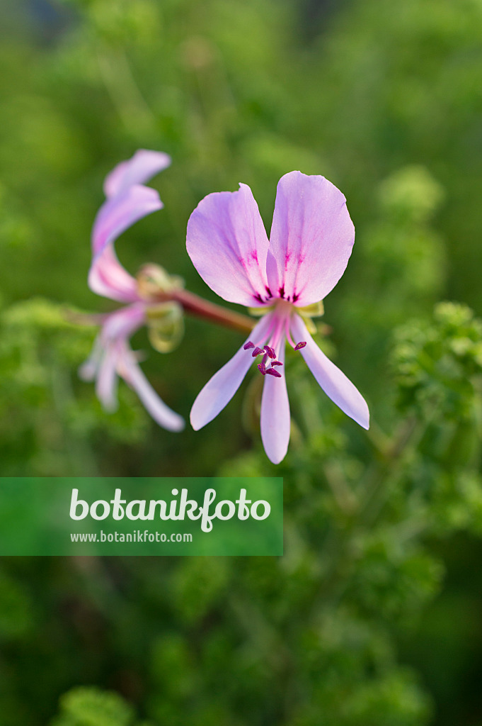 511321 - Scented pelargonium (Pelargonium x citrosmum)
