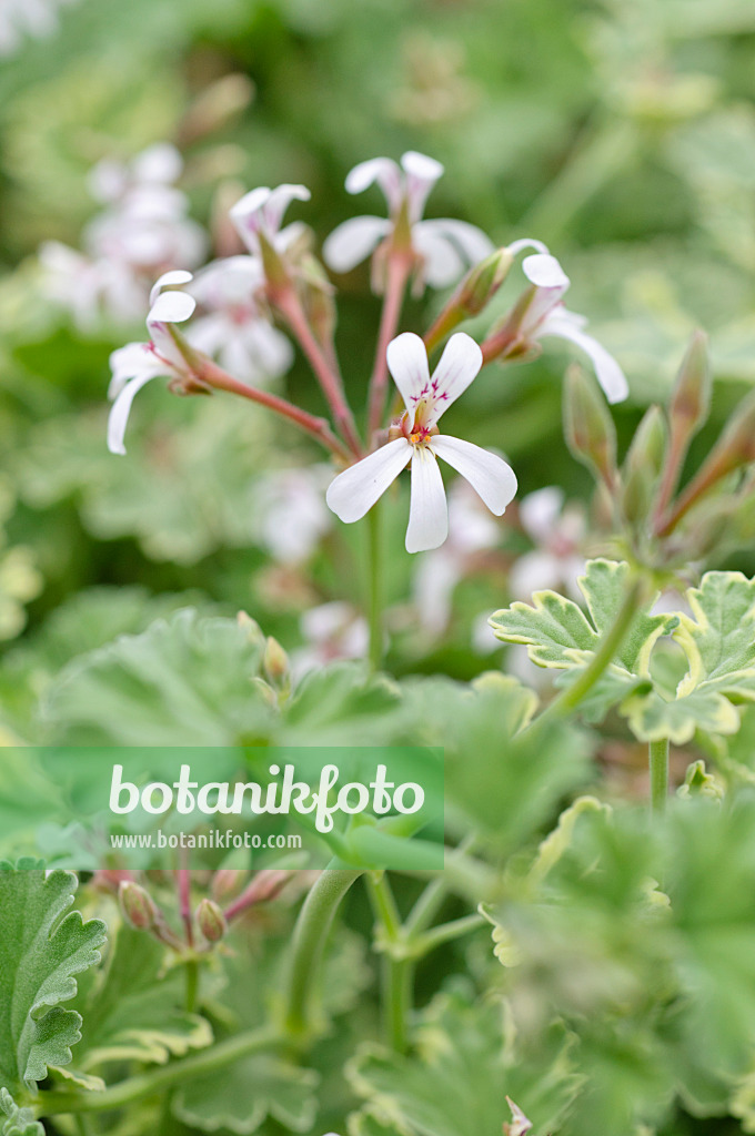 486196 - Scented pelargonium (Pelargonium x fragans 'Creamy Nutmeg')
