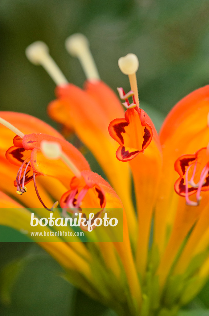 548016 - Schamblume (Aeschynanthus)