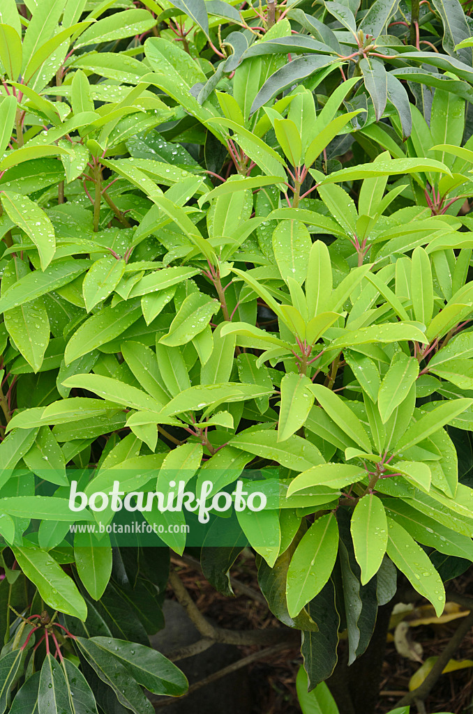 508136 - Scheinlorbeer (Daphniphyllum himalayense)