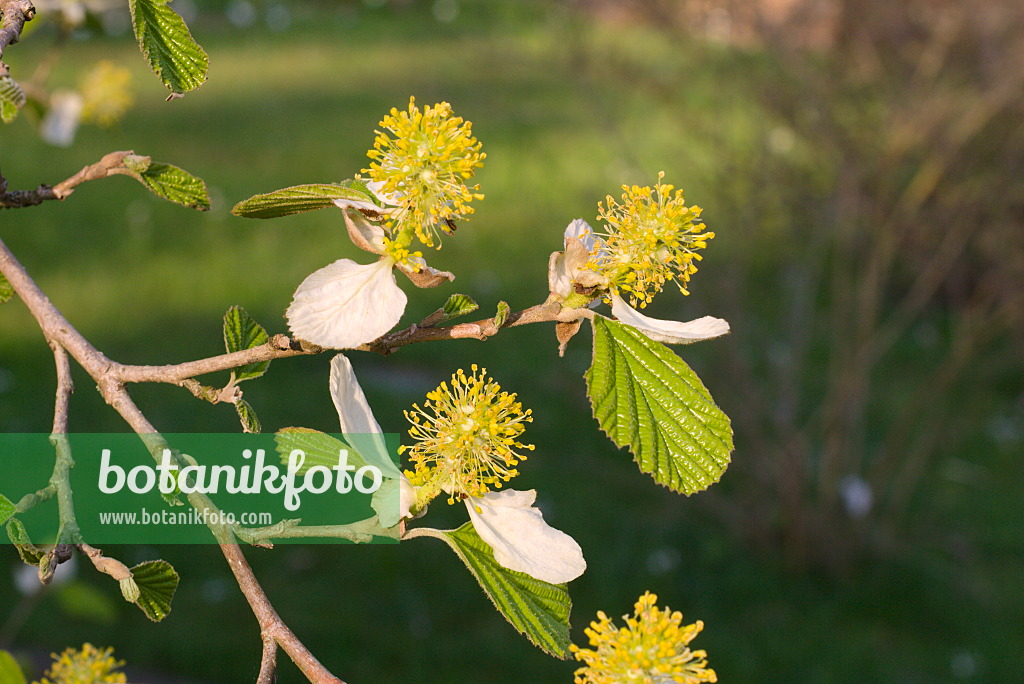 672072 - Scheinparrotie (Parrotiopsis jacquemontiana)