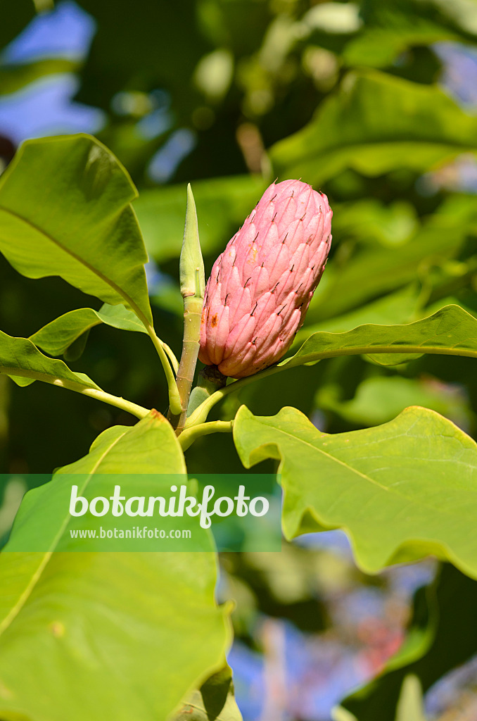524150 - Schirmmagnolie (Magnolia tripetala)