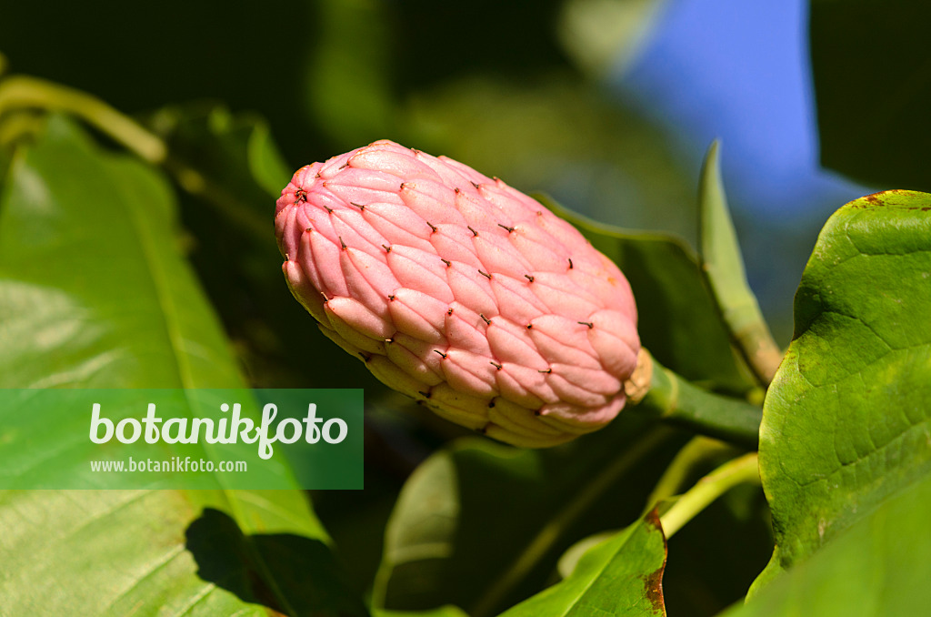 524151 - Schirmmagnolie (Magnolia tripetala)