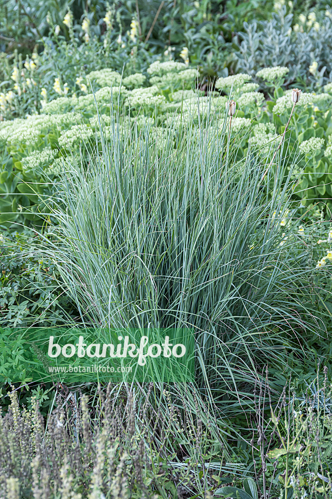651517 - Schizachyrium scoparium 'Prairie Blues'