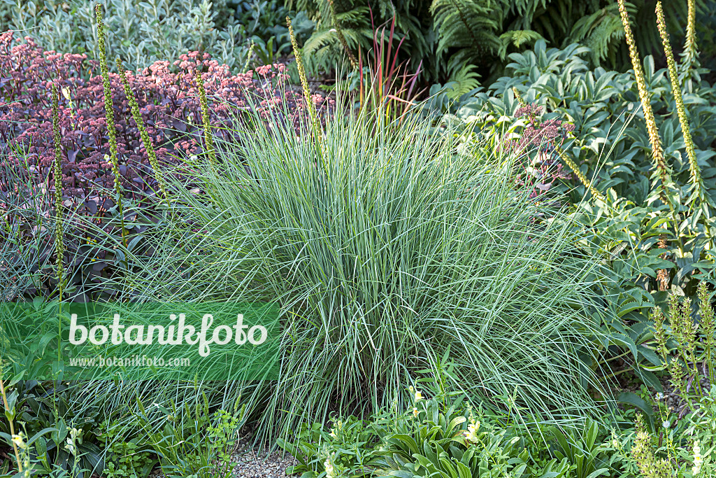 651518 - Schizachyrium scoparium 'Prairie Blues'