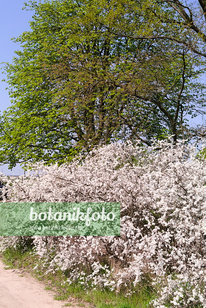 672068 - Schlehe (Prunus spinosa)