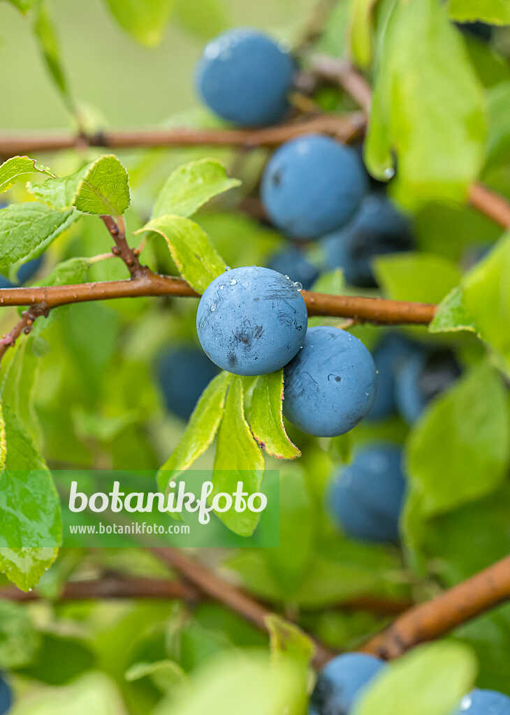 675305 - Schlehe (Prunus spinosa 'Mops')