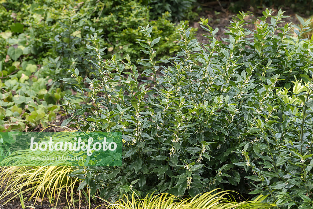 651514 - Schleimbeere (Sarcococca confusa)