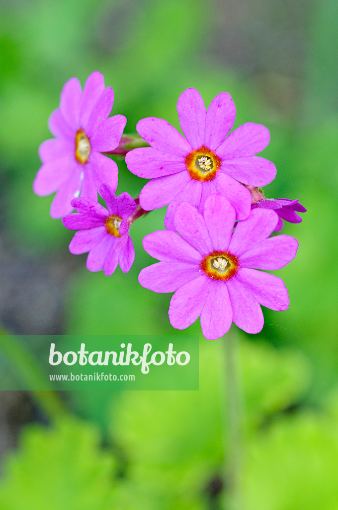 472269 - Schlüsselblume (Primula polyneura)