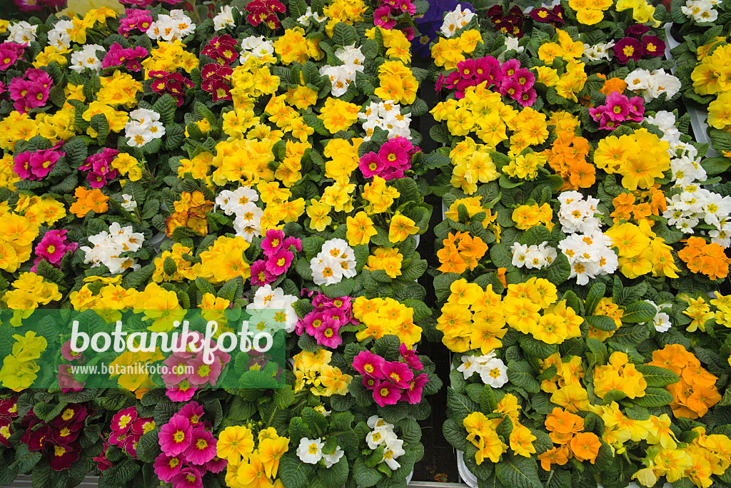 672026 - Schlüsselblumen (Primula)