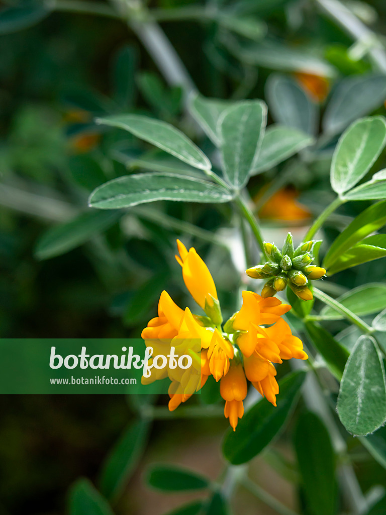 458001 - Schneckenklee (Medicago strasseri)