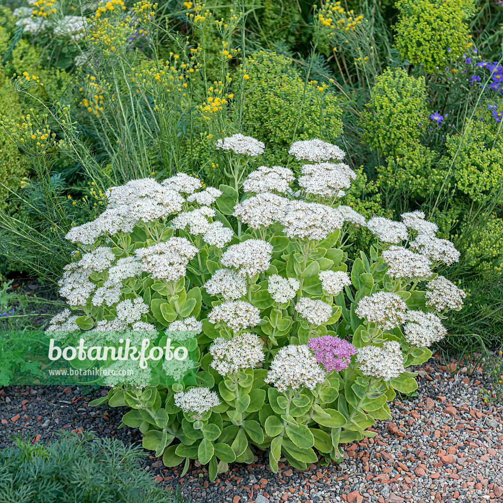 651524 - Schöne Fetthenne (Sedum spectabile 'Stardust' syn. Hylotelephium spectabile 'Stardust')