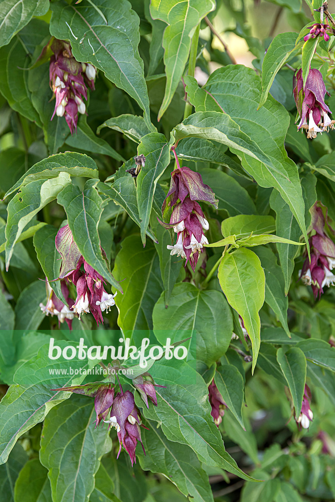 651367 - Schöne Leycesterie (Leycesteria formosa)