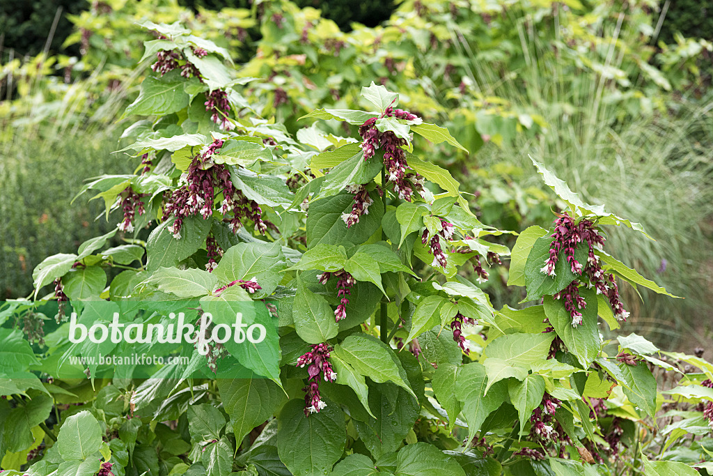 651368 - Schöne Leycesterie (Leycesteria formosa)