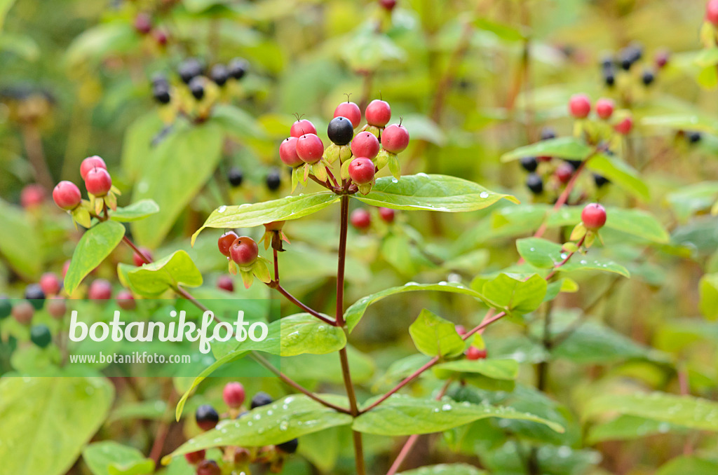 534479 - Schönes Johanniskraut (Hypericum pulchrum)