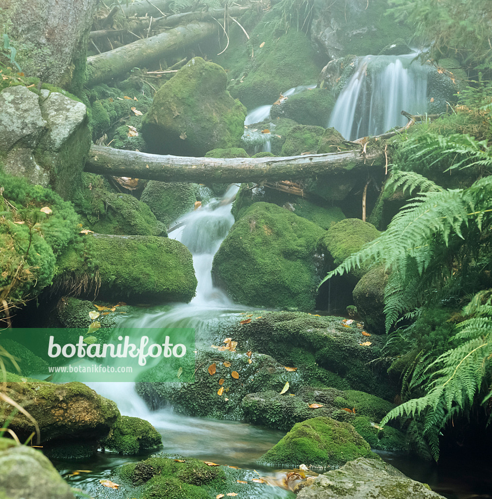 237004 - Schreyerbach, Bavarian Forest National Park, Germany