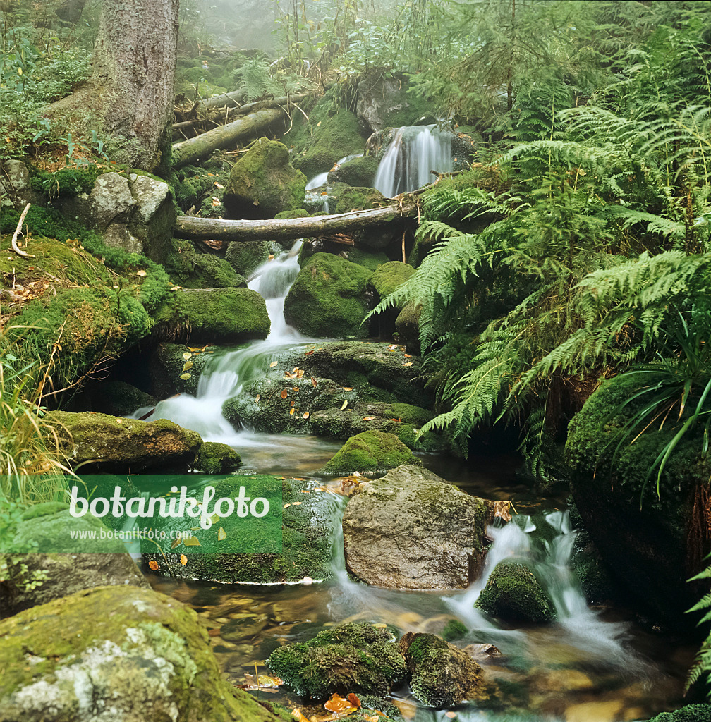 237003 - Schreyerbach, parc national de la forêt Bavaroise, Allemagne