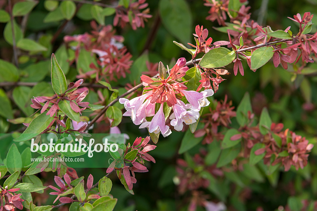 635004 - Schumann's abelia (Abelia schumannii)