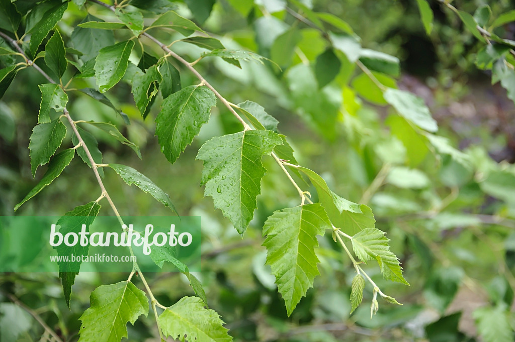 547086 - Schwarzbirke (Betula nigra)