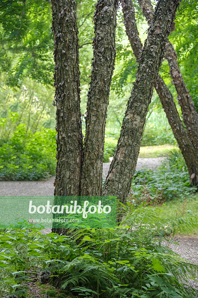 547087 - Schwarzbirke (Betula nigra)