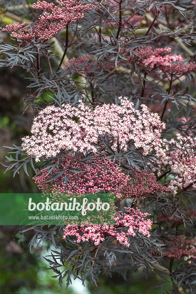 664423 - Schwarzer Holunder (Sambucus nigra 'Black Lace')