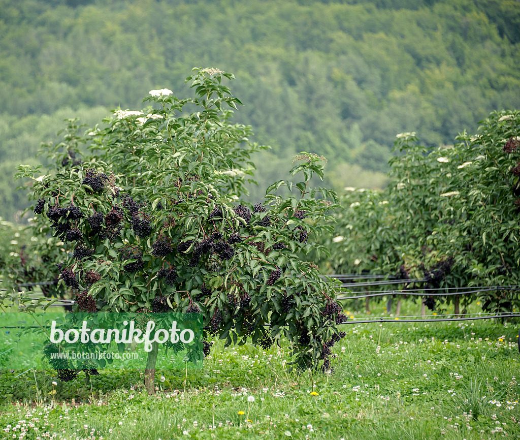 547293 - Schwarzer Holunder (Sambucus nigra 'Haschberg')