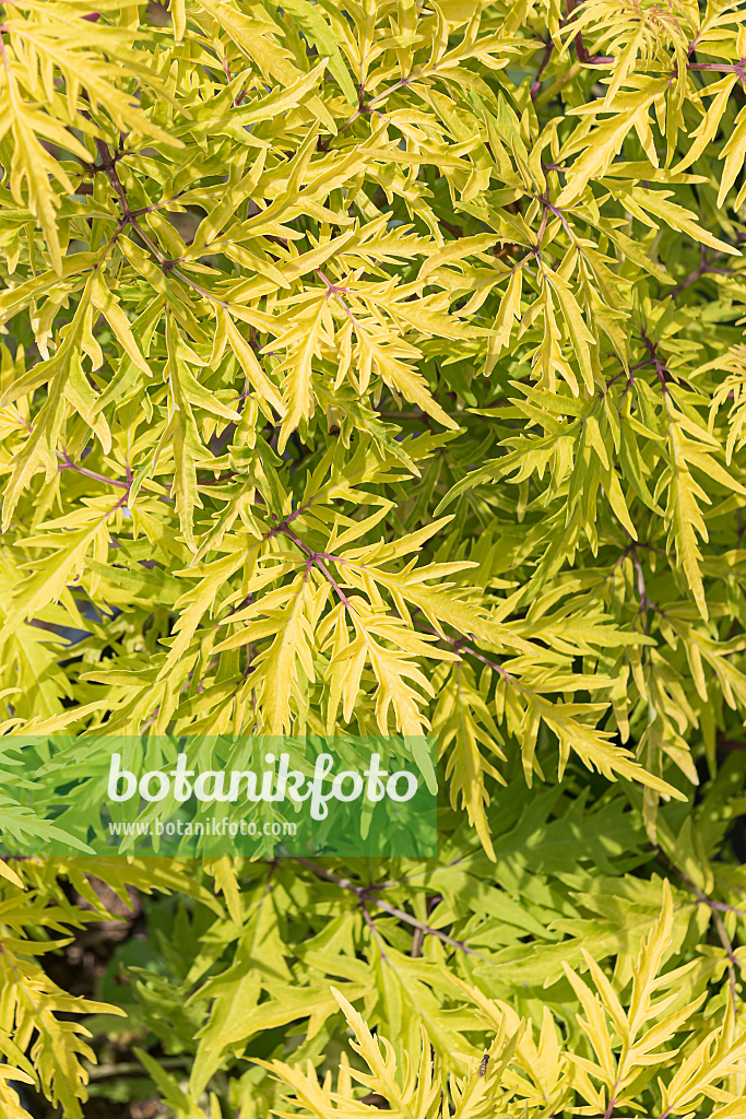 664422 - Schwarzer Holunder (Sambucus nigra 'Lemony Lace')