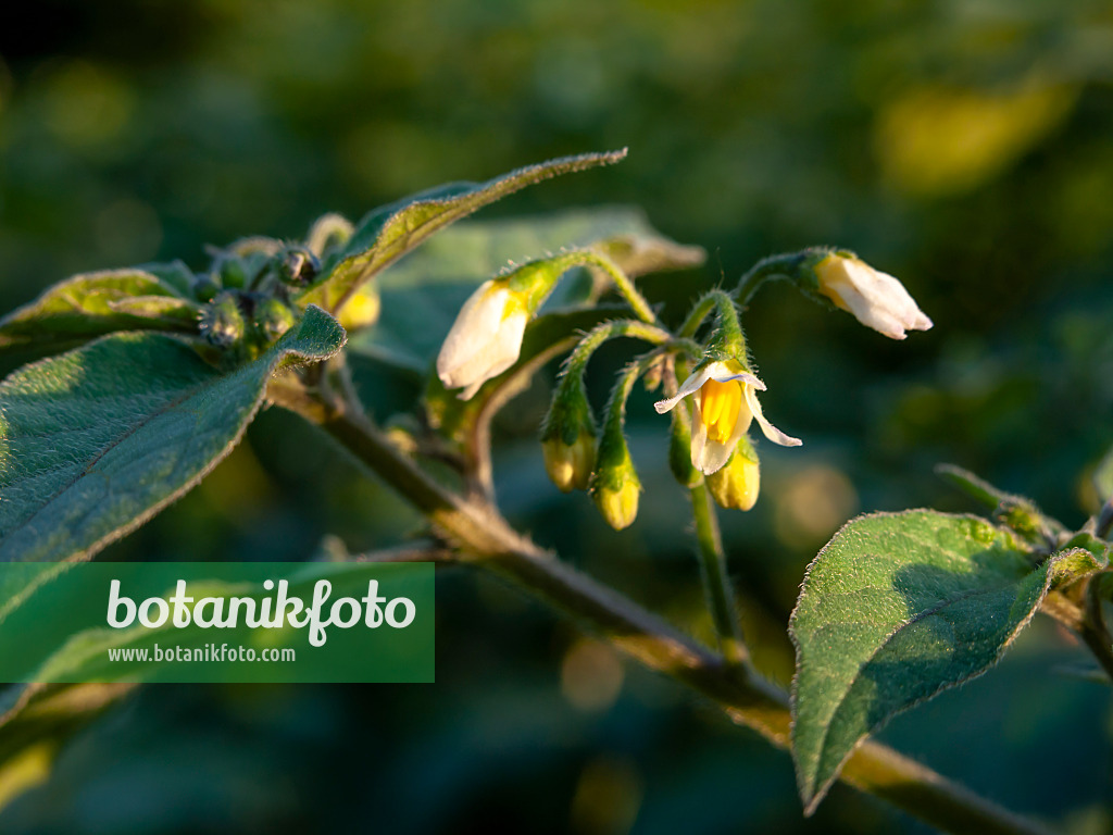 464065 - Schwarzer Nachtschatten (Solanum nigrum)