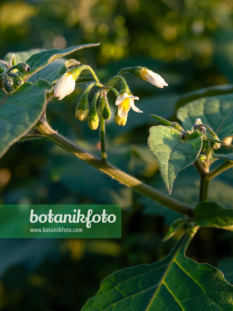 464066 - Schwarzer Nachtschatten (Solanum nigrum)