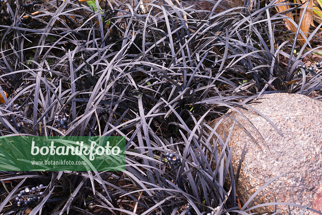 573113 - Schwarzer Schlangenbart (Ophiopogon planiscapus 'Nigrescens')