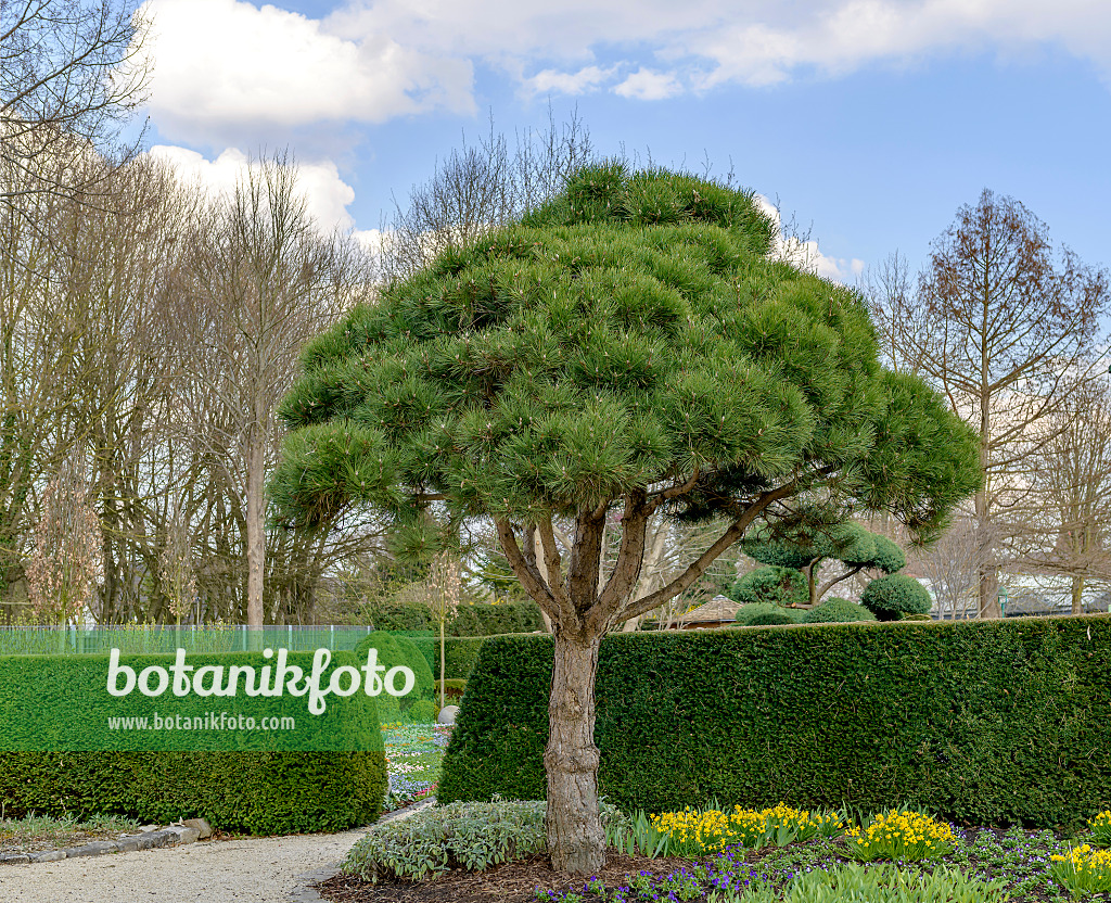 607170 - Schwarzkiefer (Pinus nigra 'Select')