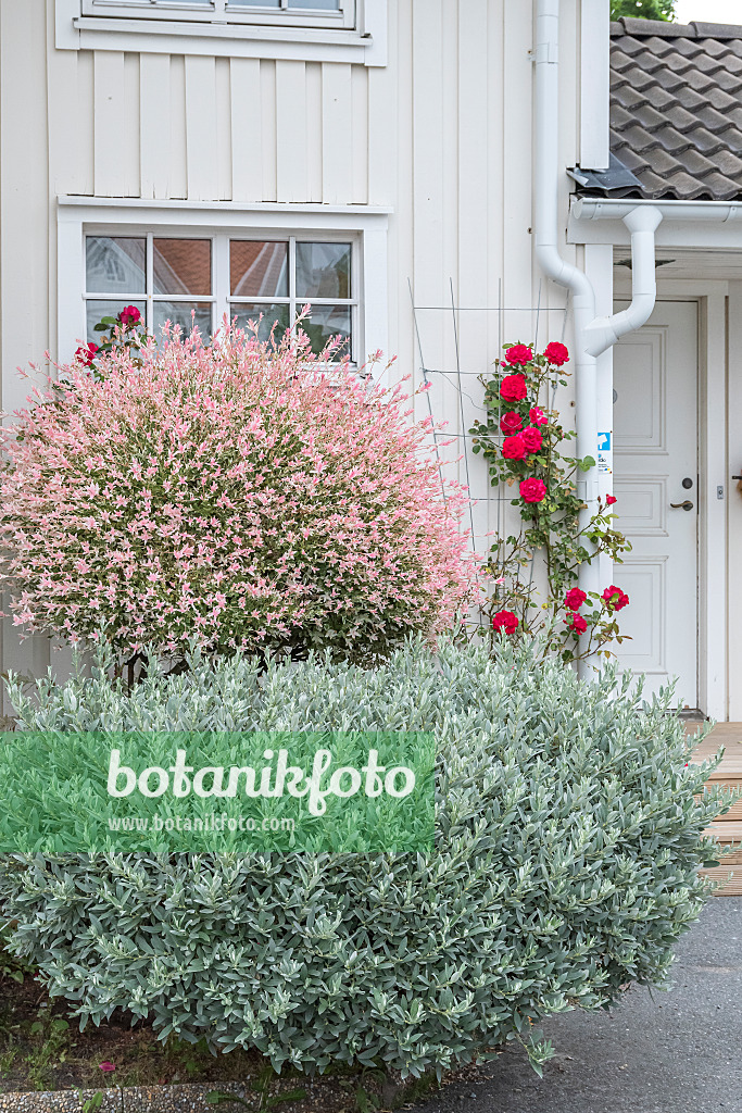 638330 - Schweizer Weide (Salix helvetica) und Harlekinweide (Salix integra 'Flamingo')